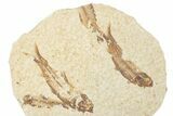 Fossil Fish (Knightia) Mortality Plate - Wyoming #339034-1